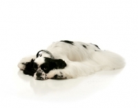 Picture of black and white Cocker Spaniel