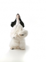 Picture of black and white Cocker Spaniel stanind on hind legs