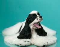 Picture of black and white Cocker Spaniel yawning