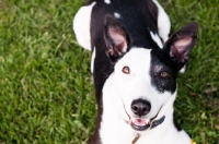 Picture of black and white collie x staffie dog
