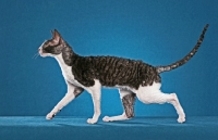 Picture of black and white Cornish Rex cat, side view