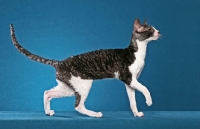 Picture of black and white Cornish Rex cat, side view