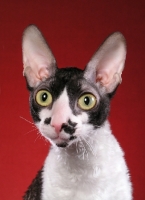 Picture of black and white Cornish Rex cat