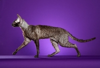 Picture of black and white Cornish Rex cat, side view on purple background