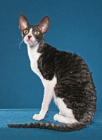 Picture of black and white Cornish Rex cat on blue background