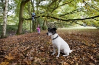 Picture of black and white crossbred Staffie dog sitting on autumn leaves, with children climbing a tree in the background