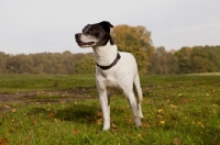 Picture of black and white crossbred Staffie dog in park