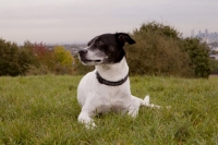 Picture of black and white crossbred Staffie dog (crossed with Whippet / Pointer / Jack Russell) laying down on Hampstead Heath, with London cityscape in background.
