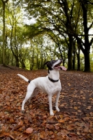 Picture of black and white crossbred Staffie dog (crossed with Whippet / Pointer / Jack Russell) standing in Autumn leaves and panting