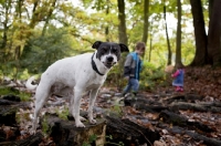 Picture of black and white crossbred Staffie dog chewing a leaf and looking at camera, with children in the background