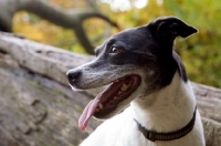 Picture of black and white crossbred Staffie dog (crossed with Whippet / Pointer / Jack Russell) sitting on a log, looking to the side in profile