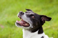 Picture of black and white crossbred Staffie dog looking up, on grass