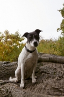 Picture of black and white crossbred Staffie dog (crossed with Whippet / Pointer / Jack Russell) sitting on a log, looking at camera inquisitively