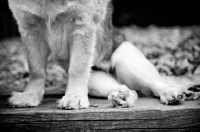 Picture of black and white detail of dog paws