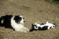 Picture of black and white dog and cat with matching colouring