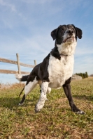 Picture of black and white dog in field