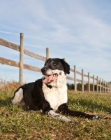 Picture of black and white dog in field