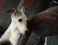 Picture of black and white dog on leather seat