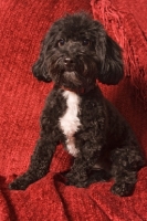 Picture of black and white Doxiepoo (Dachshund / Poodle Hybrid Dog) also known as doxiepoo, doodle