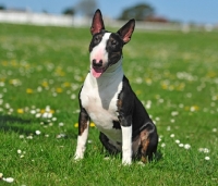 Picture of black and white English Bull Terrier, sitting down