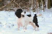 Picture of black and white english cocker spaniel in winter