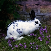 Picture of black and white english rabbit in a garden with flowers