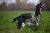 Picture of black and white English Setter posing in a field of grass