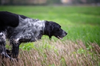 Picture of black and white English Setter running in a field