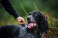 Picture of black and white English Setter in a natural environment