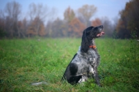 Picture of black and white English Setter sitting in a field