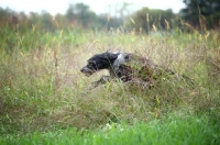 Picture of black and white English Setter running in the tall grass