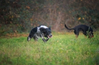 Picture of black and white English Setter running in a field, mongrel dog in the background sniffing the grass
