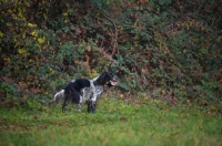 Picture of black and white English Setter standing in a field