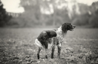 Picture of black and white English Setter standing in a field