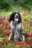 Picture of black and white English Setter sitting in an autumnal environment
