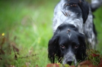 Picture of black and white English Setter smelling the ground