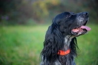 Picture of black and white English Setter with orange collar in a field