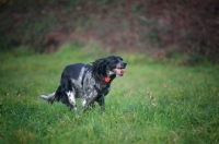 Picture of black and white English Setter running in a field