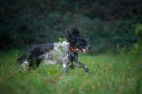 Picture of black and white English Setter running in a field