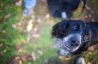 Picture of black and white english setter looking up towards camera