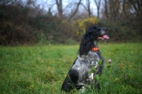 Picture of black and white English Setter sitting in a field of grass