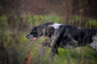 Picture of black and white English Setter running in a field