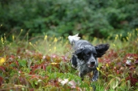 Picture of black and white English Setter hunting in a field