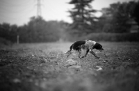 Picture of black and white English Setter walking in a field, black and white picture