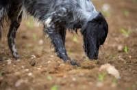 Picture of black and white English Setter smelling the ground