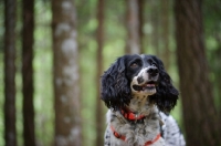 Picture of black and white english springer spaniel in a beautiful forest