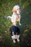 Picture of black and white english springer spaniel and orange belton english setter sitting in a field