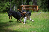 Picture of black and white english springer spaniel and mongrel dog playing in a mountain landscape