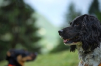 Picture of black and white english springer spaniel and mongrel dog in a mountain landscape