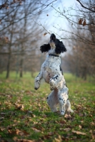 Picture of black and white english springer spaniel standing on two legs to catch treat